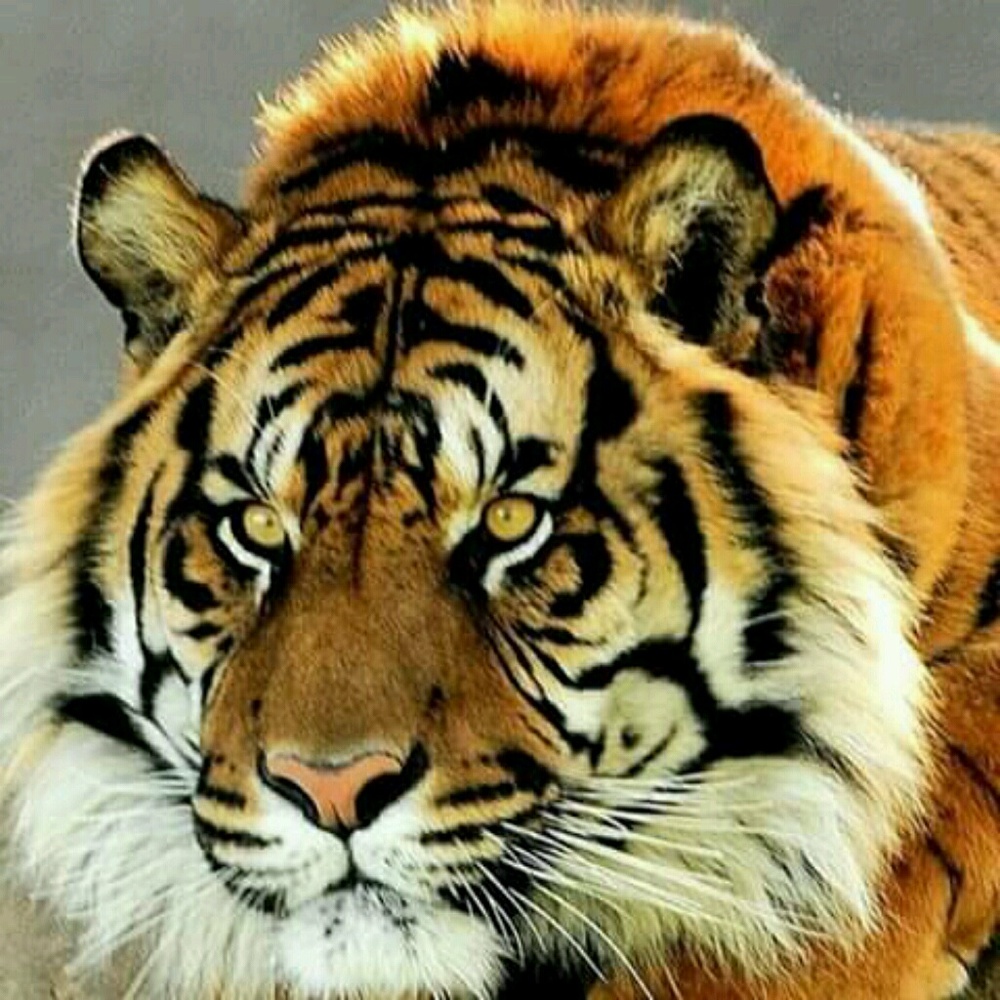 Meet your Posher, Michele